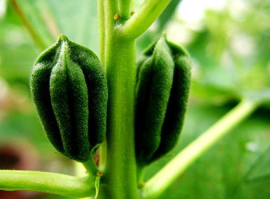 芝麻生產(chǎn)機械化程度偏低 www.jiangtudianzi.com